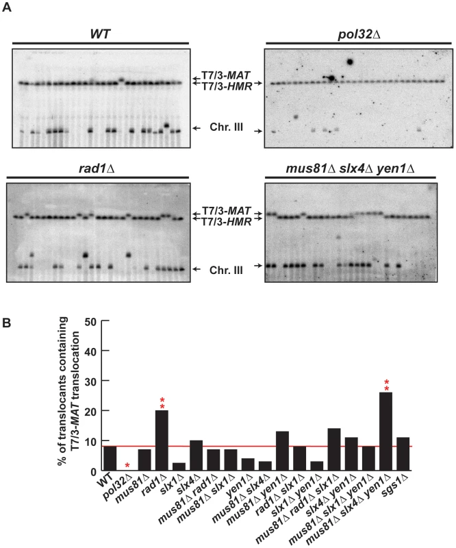 PFGE analysis of T7/3 translocations in SSE mutants.