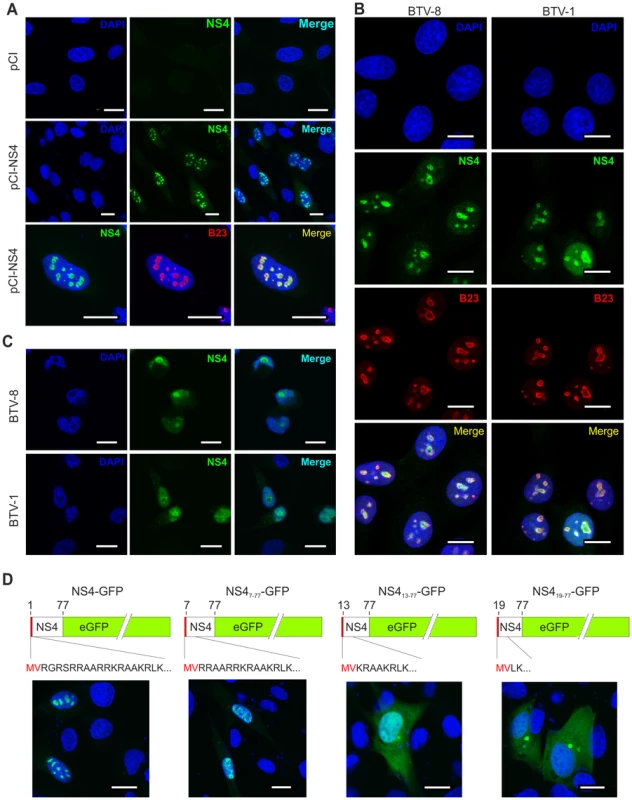 NS4 localises in the nucleoli of transfected and infected cells.