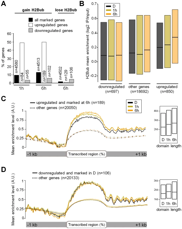 Light-induced upregulation associates with H2Bub enrichment over transcribed regions.
