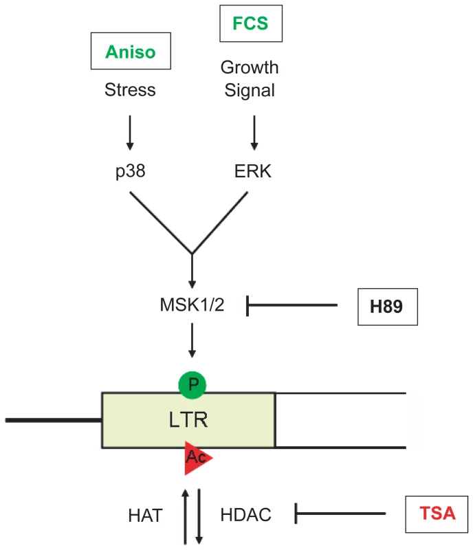 Model of VL30 element activation.