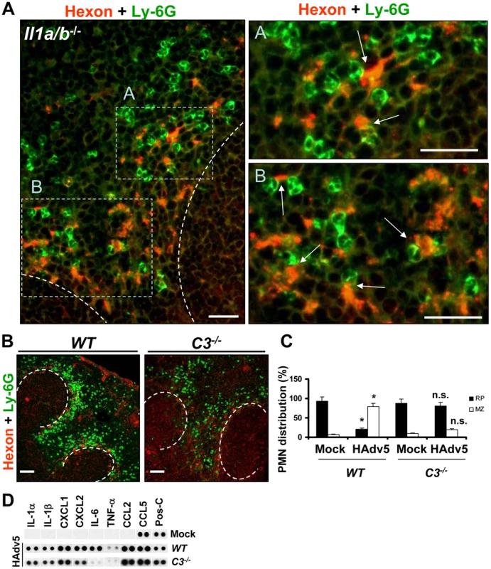 Complement component C3 is required for recruitment and retention of Ly-6G<sup>+</sup> cells in the splenic MZ after Ad injection.