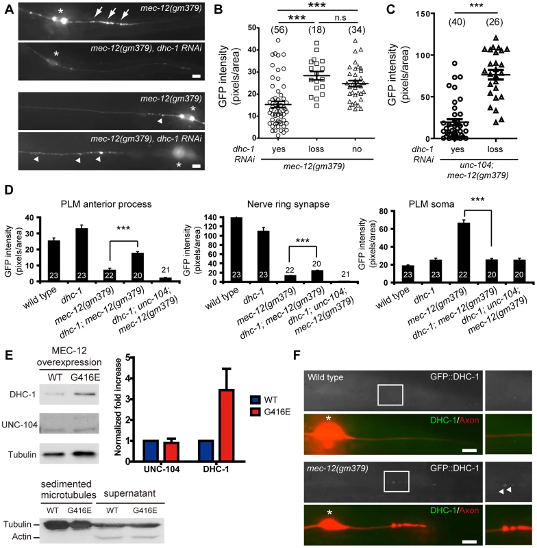 SV mistargeting in the <i>mec-12(gm379)</i> mutant depends on dynein activity.