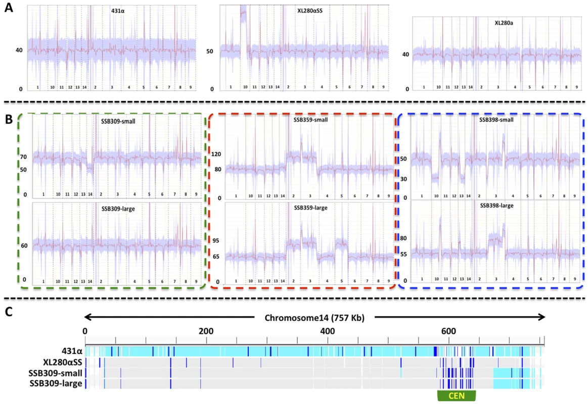 Transient aneuploid and persistent diploid progeny are generated from α-α unisexual reproduction.