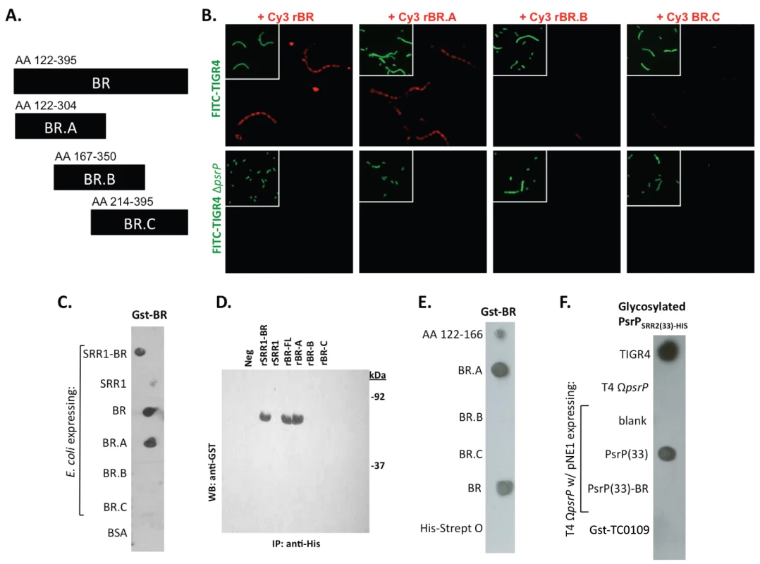 Recombinant BR interacts with pneumococci that carry amino acids 122–166 of PsrP.