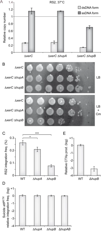Impaired replication of CTXϕ in ∆<i>hupB</i> cells.