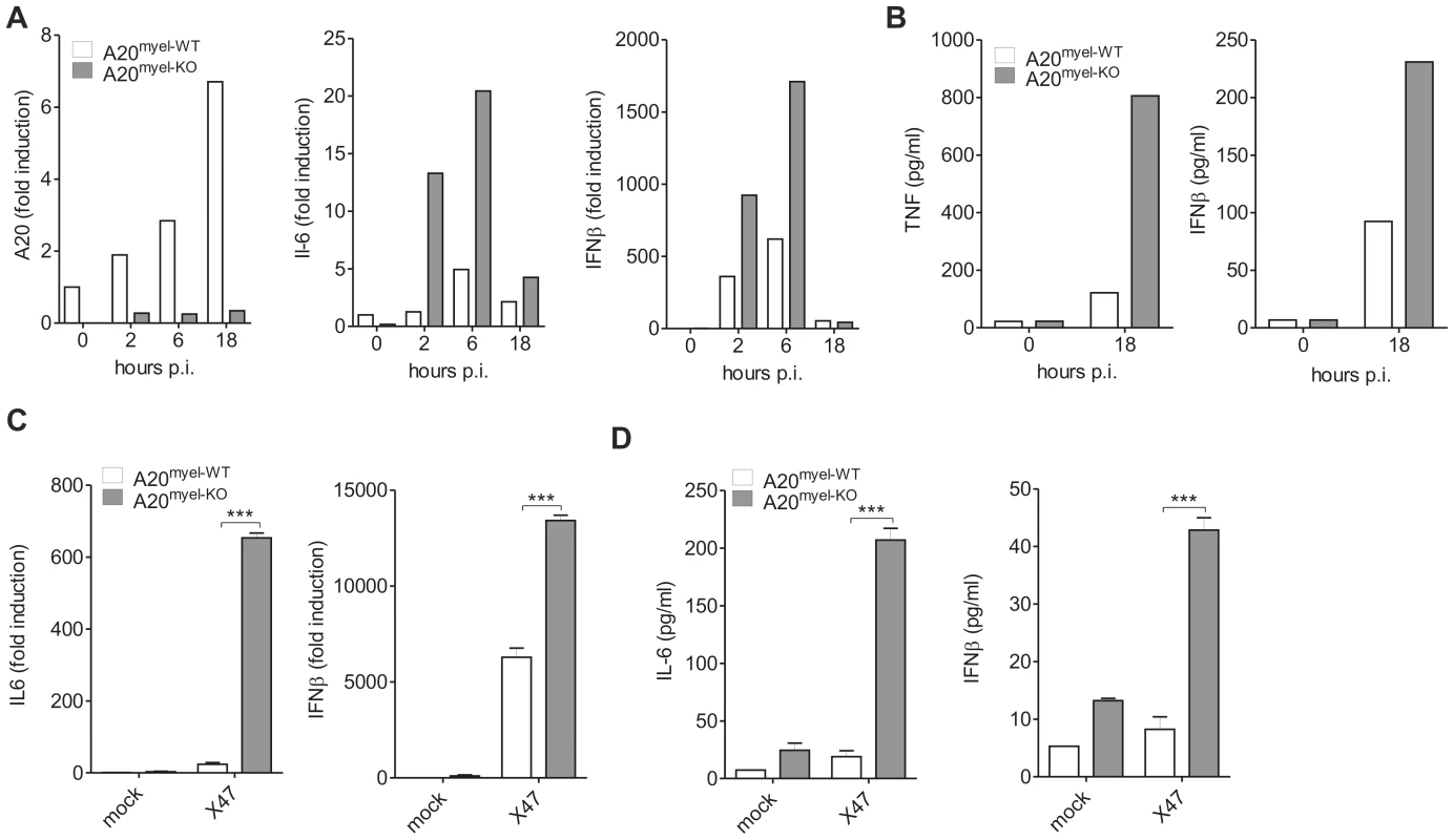 A20 negatively regulates IAV-induced gene expression in BMDM and alveolar macrophages.