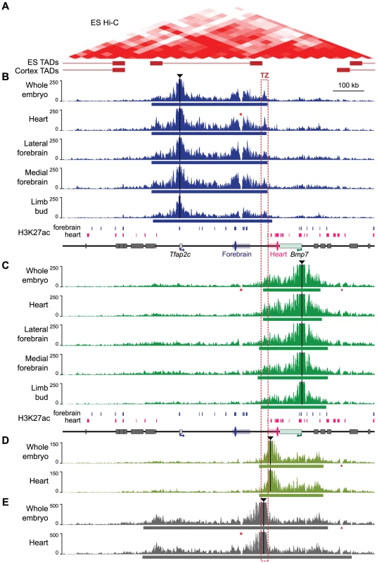 4C profiles describing the conformational structure of the <i>Tfap2c-Bmp7</i> locus.