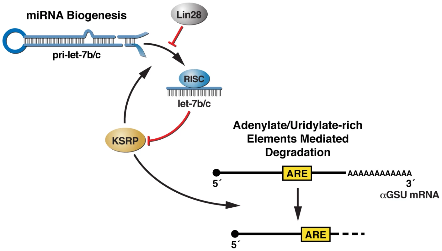 A model for the miRNA–dependent control of αGSU transcript stability during pituitary development.