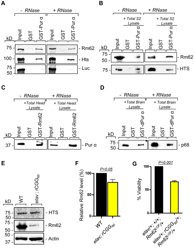 Rm62 and Hts directly interact with Pur α and Fragile X premutation rCGG repeats decrease the expression of Rm62 posttranscriptionally.