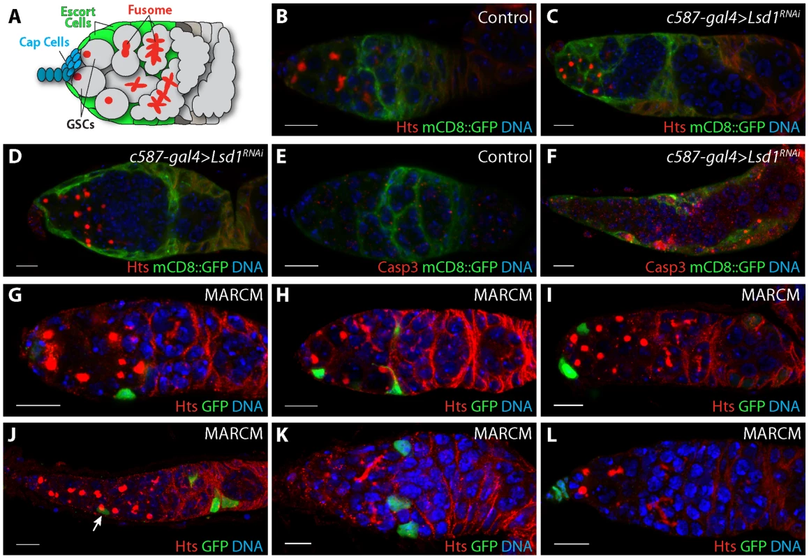Further characterization of the <i>Lsd1</i> mutant phenotype.