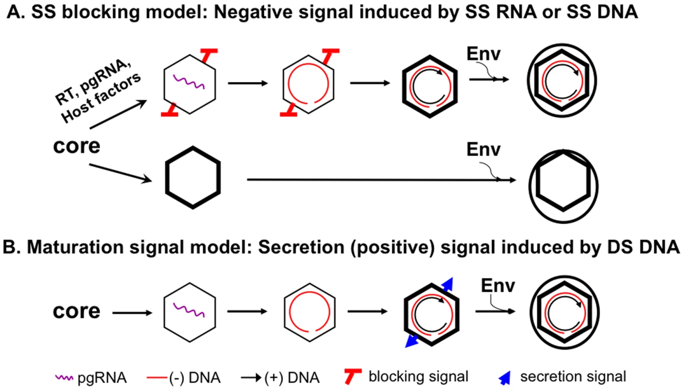The single strand blocking hypothesis for selective hepadnavirus virion morphogenesis.