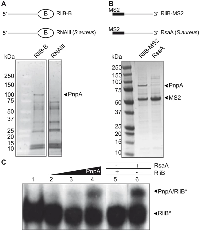 RliB interacts with PNPase.