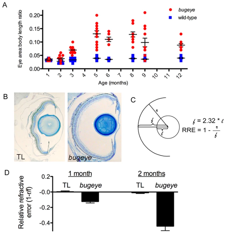 Eye growth and relative refractive errors in <i>bugeye/lrp2</i> mutants.