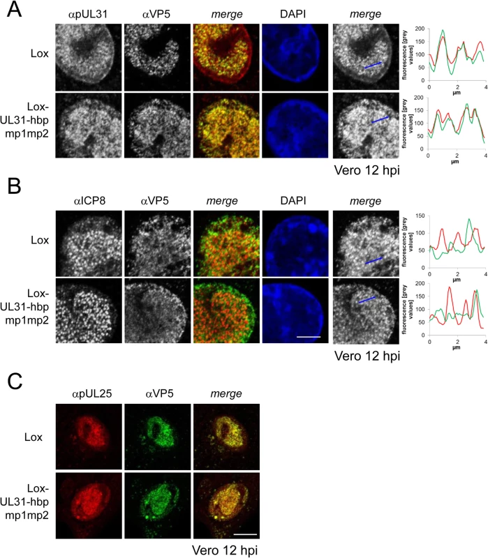 Detailed analysis of Lox-UL31-hbpmp1mp2.