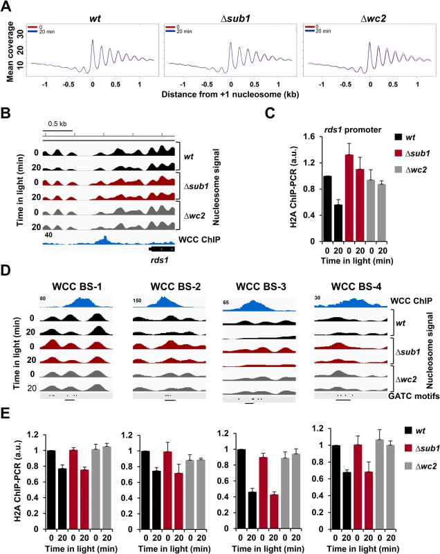 Light- and WCC-dependent nucleosome eviction is transcription independent.