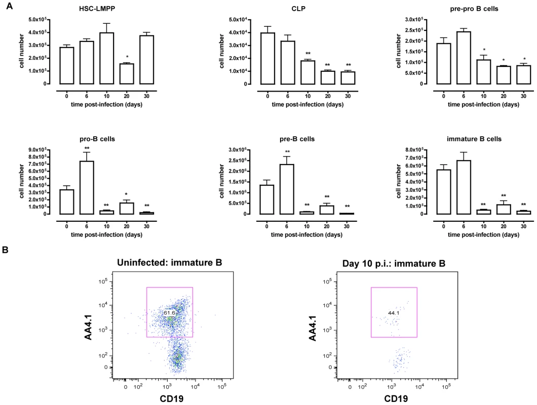 B dyslymphopoiesis in bone marrow during <i>T. brucei</i> infection.