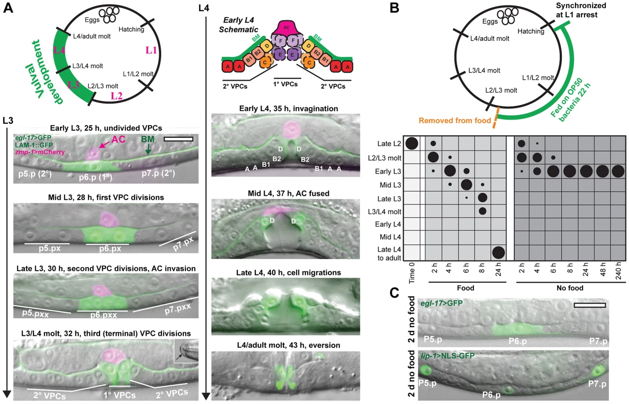 Removal from food induces arrest in vulval development early in the L3 stage.