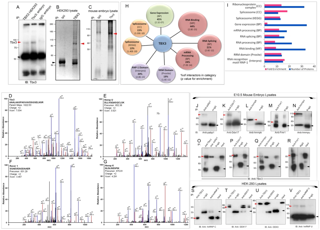 Splicing factors and RNA BPs are over-represented in the Tbx3 interactome identified by MS and are validated co-immunoprecipitation.