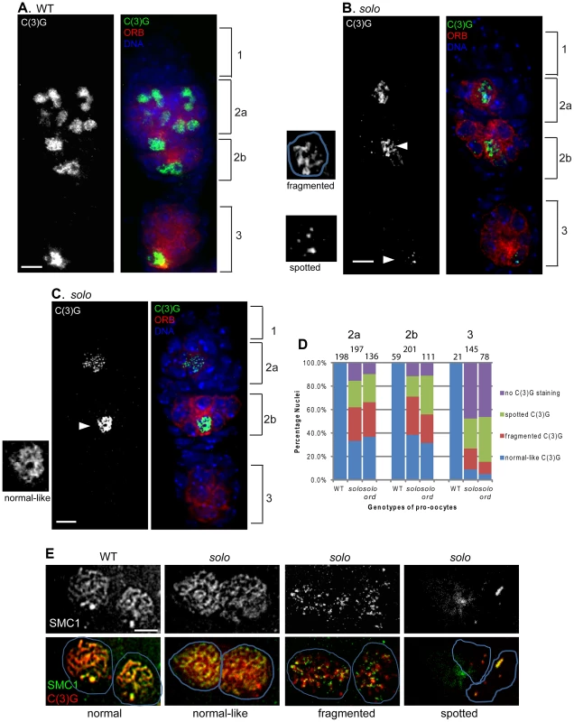 <i>solo</i> mutations destabilize lateral elements and central regions of SCs.