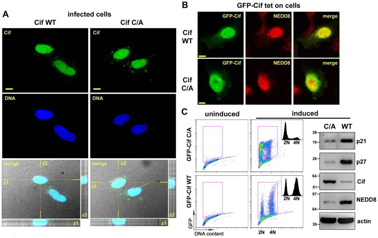 Cif is sorted to the host cell nucleus and co-compartmentalizes with NEDD8.