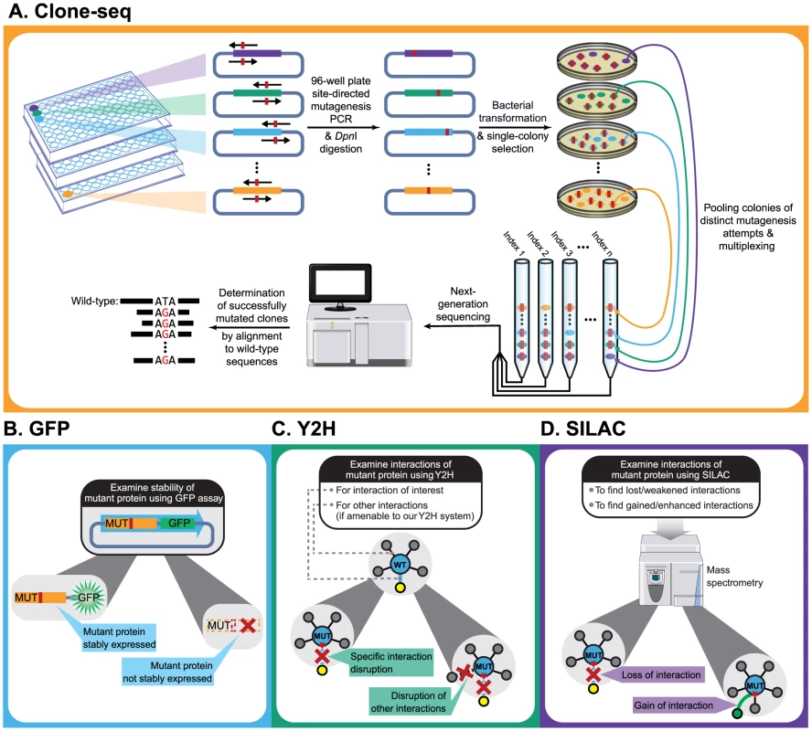 Schematic of our comparative interactome-scanning pipeline.