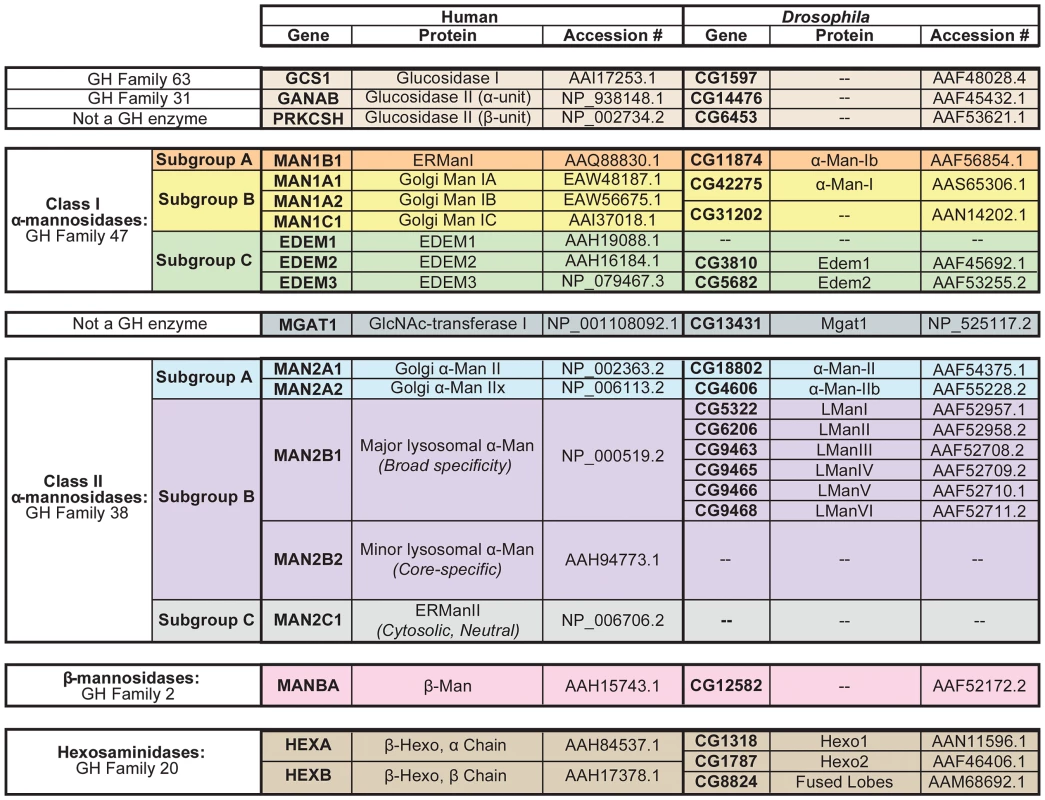 N-glycan processing enzymes in humans and <i>Drosophila</i>.