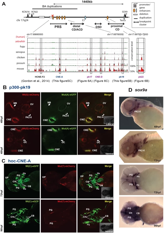 Characterisation of novel enhancers from the SOX9 genomic region with PRS-associated point mutations: spatial loss of expression.