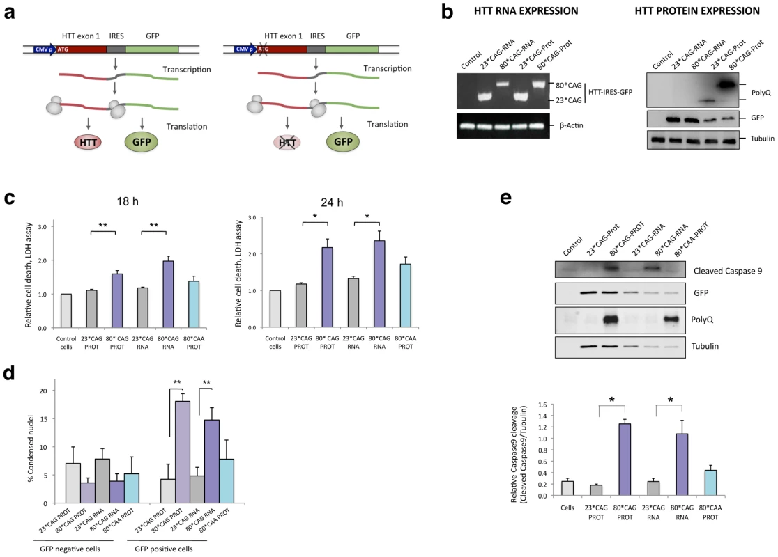 CAG-expanded exon 1 of human <i>HTT</i> is toxic at the RNA level.