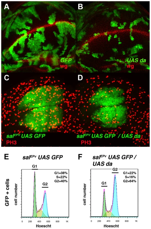 Overexpression of <i>da</i> mimics the phenotype induced by the absence of <i>emc</i>.