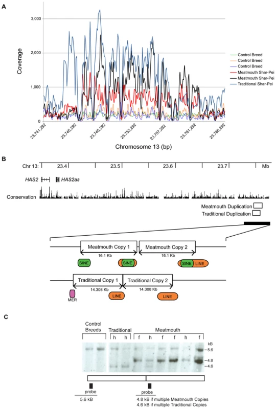 The identification of two breed-specific duplications in Shar-Pei.