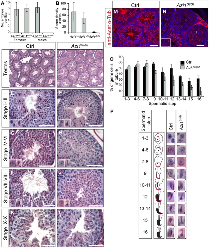 Loss of Azi1 cannot be compensated for in developing sperm flagella resulting in male infertility.
