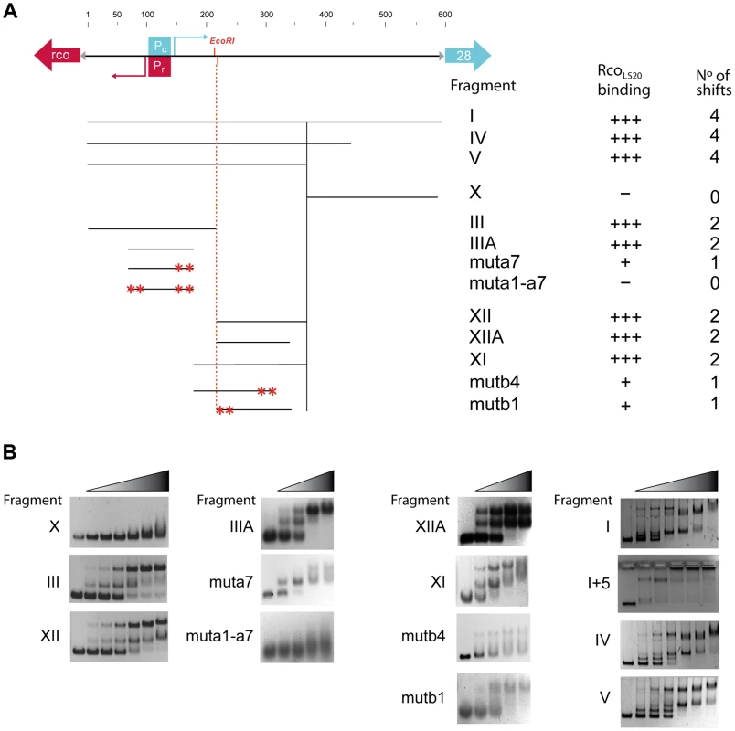 Analysis of the Rco<sub>LS20</sub> binding sites in the <i>rco<sub>LS20</sub></i> - gene <i>28</i> intergenic region by EMSA.