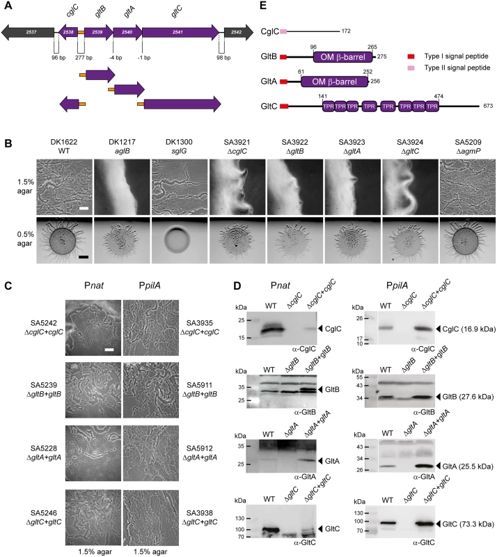 CglC, GltB, GltA and GltC are required for gliding motility.