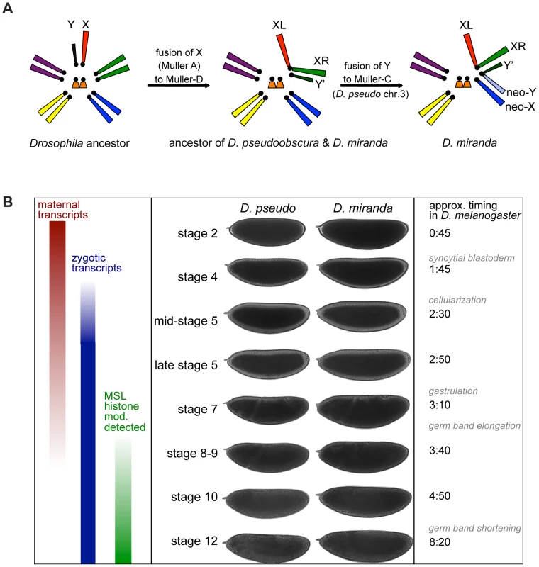 Karyotype and timecourse.