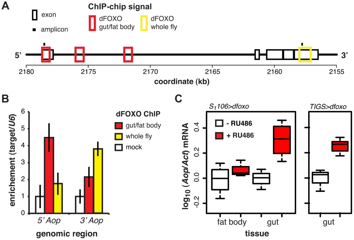 dFOXO regulates expression of <i>Aop</i> in the adult gut.