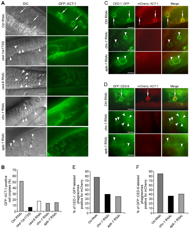 CHC-1 and AP2 are required for the rearrangement of the actin cytoskeleton necessary for cell corpse engulfment.