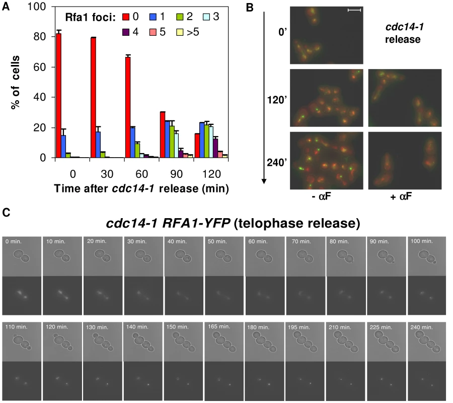 Cells coming from a <i>cdc14-1</i> release form Rfa1 factories only after reaching S-phase.