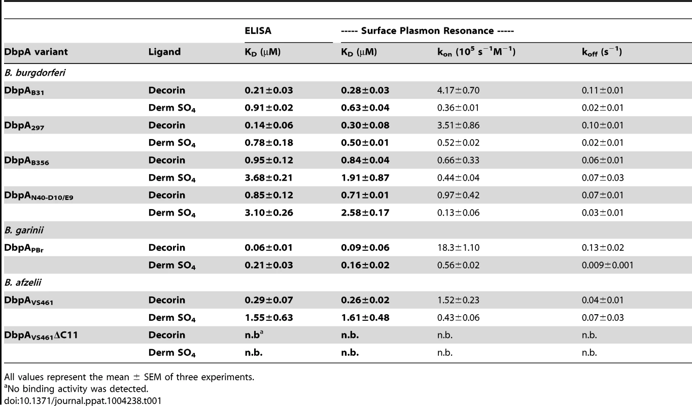 DbpA variants differ in binding to decorin and dermatan sulfate.