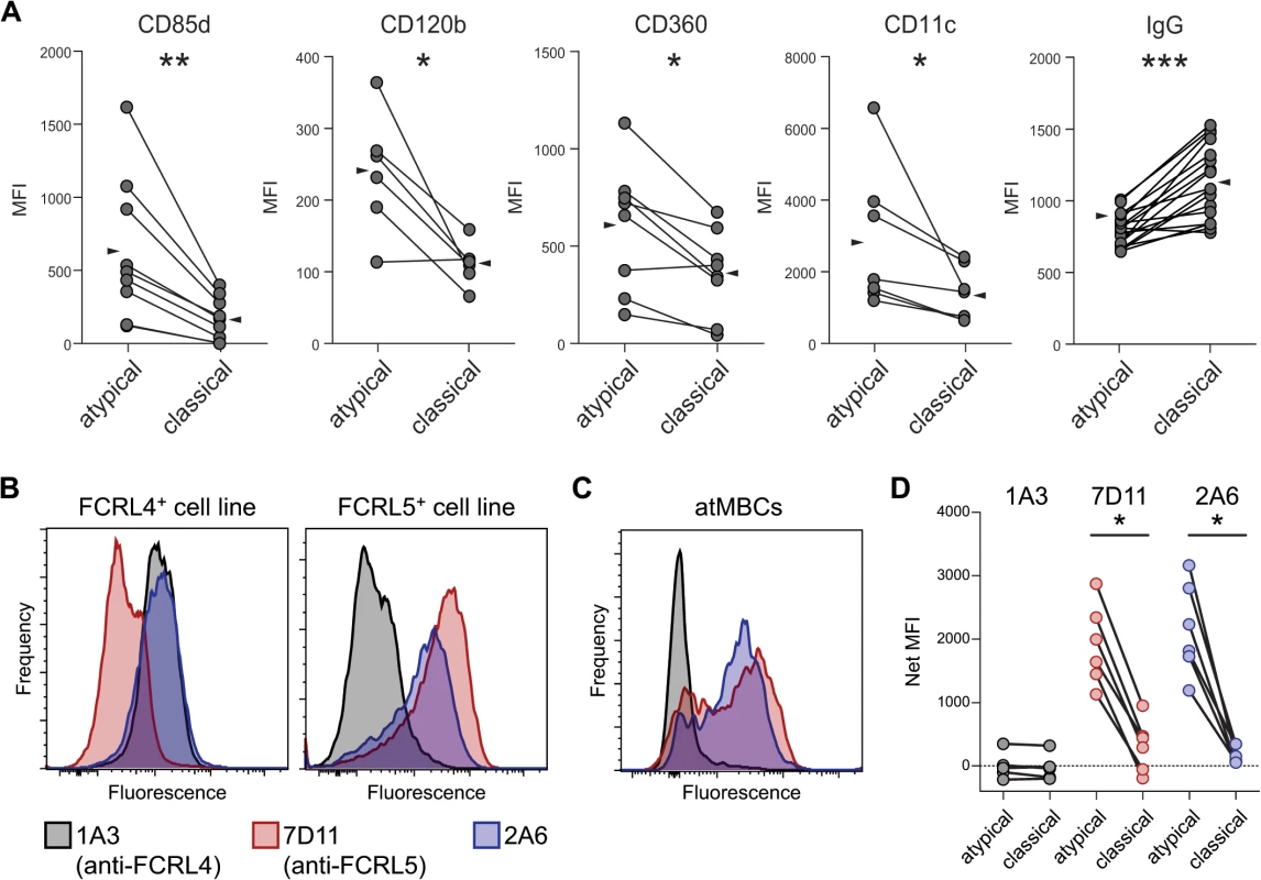 Phenotypic characterization of surface proteins on IgG<sup>+</sup> atypical MBCs.