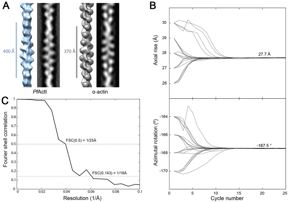 Filament structure of <i>Plasmodium</i> actin I compared to α-actin.