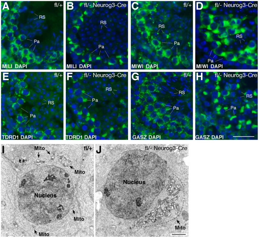 Polar conglomerate of piRNA pathway protein components and mitochondria in <i>Mov10l1</i>-deficient pachytene spermatocytes.