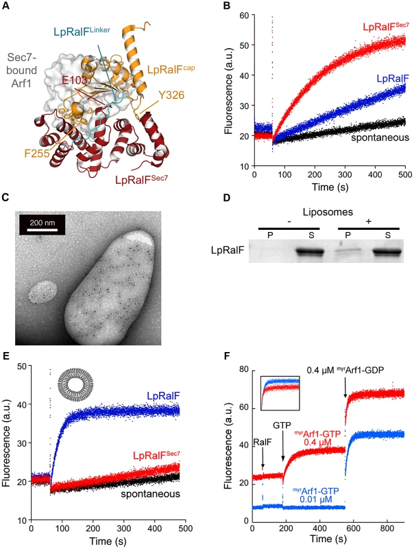 <i>Legionella</i> RalF is activated by membranes. A. Structure of auto-inhibited <i>Legionella pneumophila</i> RalF.