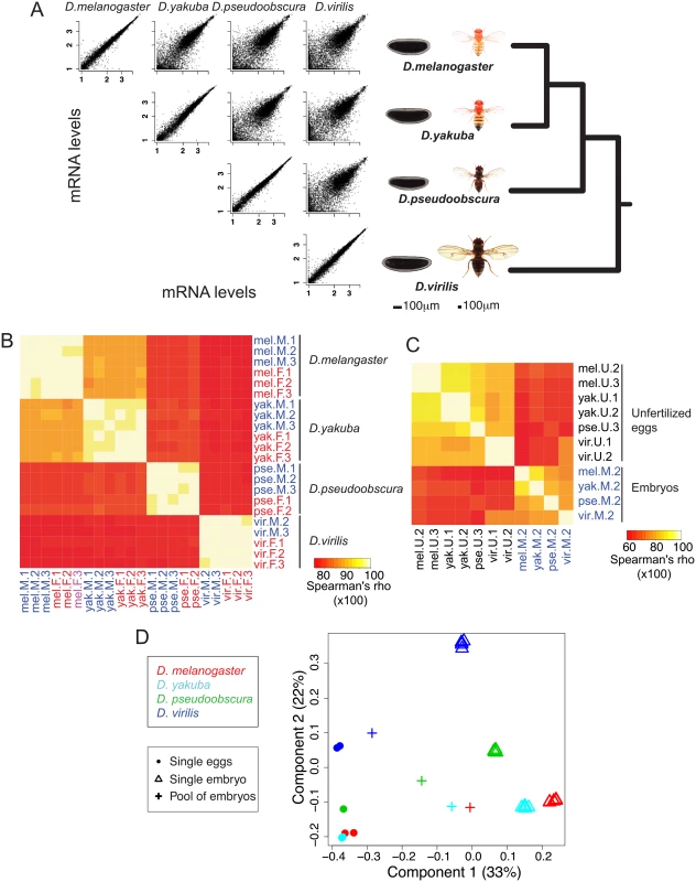 General changes of embryonic gene expression between four <i>Drosophila</i> species.