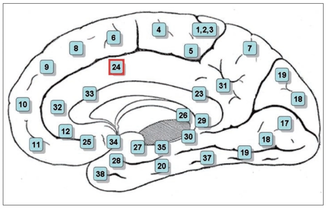Brodmanova mapa: area 24