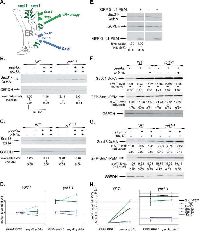 Immunoblot analysis of ER-resident proteins with and without overexpression of GFP-Snc1-PEM.