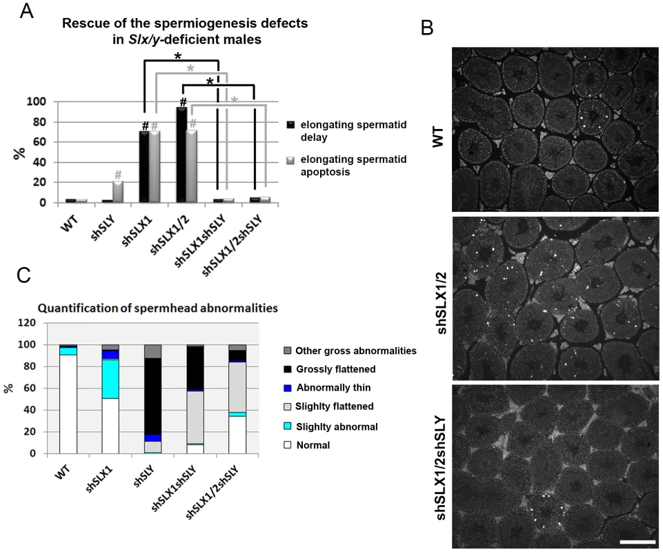 <i>Slx/y</i>-deficient males have fewer spermiogenesis defects than males that are deficient for either <i>Sly</i> or <i>Slx/Slxl1</i> alone.
