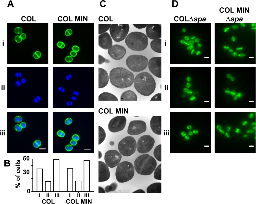 <i>S</i>. <i>aureus</i> strain COL MIN displays normal morphology and correct localization of PBP1 and PBP2.