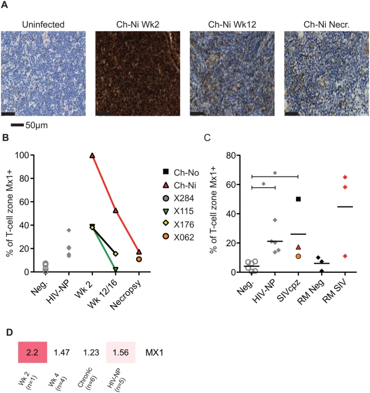 Analysis of Mx1 expression in the lymph nodes of SIVcpz infected chimpanzees.