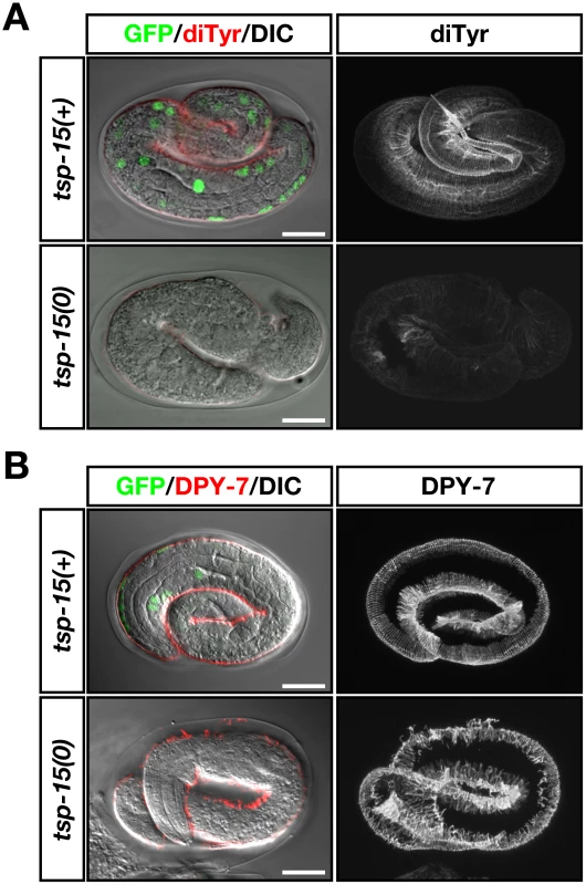 Deterioration of dityrosine in the <i>tsp-15</i> mutant.