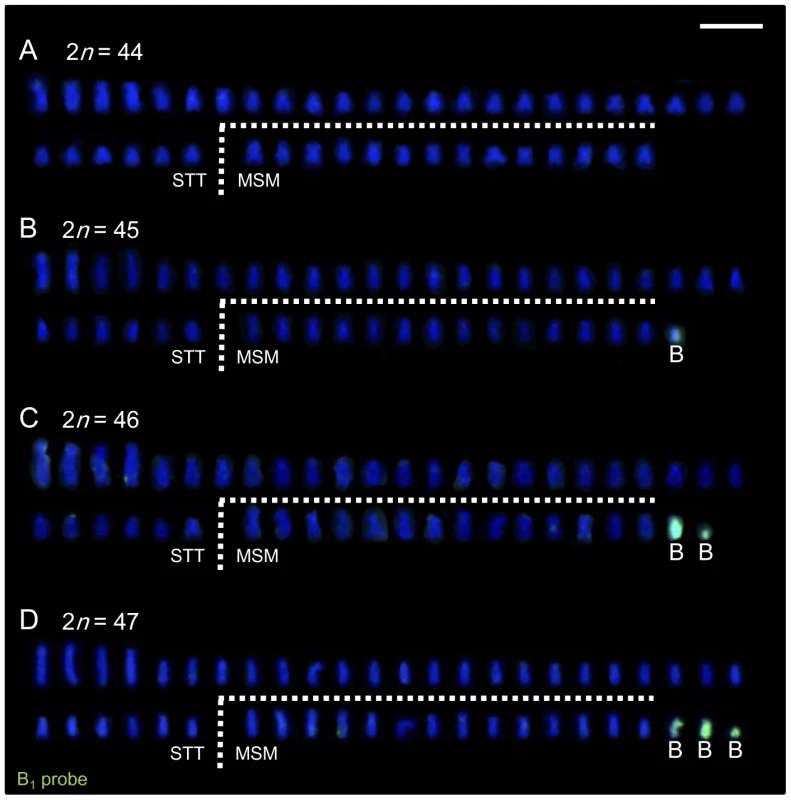 Demonstration of variation in the number of B chromosomes in Lake Victoria cichlids using painting FISH.